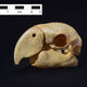 Illustration for article titled Macaw Skeletons Offer Clues to Pueblo Societyem/em